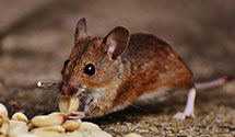 24 Hour & Emergency Exterminators in Bridgeville, DE